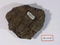 藏品(左鎮產貝化石)的圖片